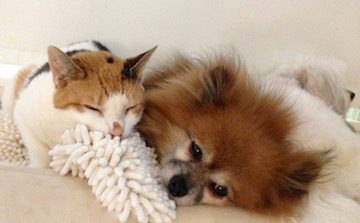 a little red dog cuddles with a red and white cat